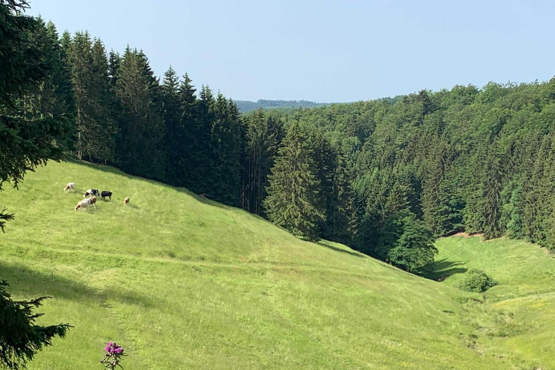 Romantikhuette Neuastenberg Winterberg Eksteriør bilde